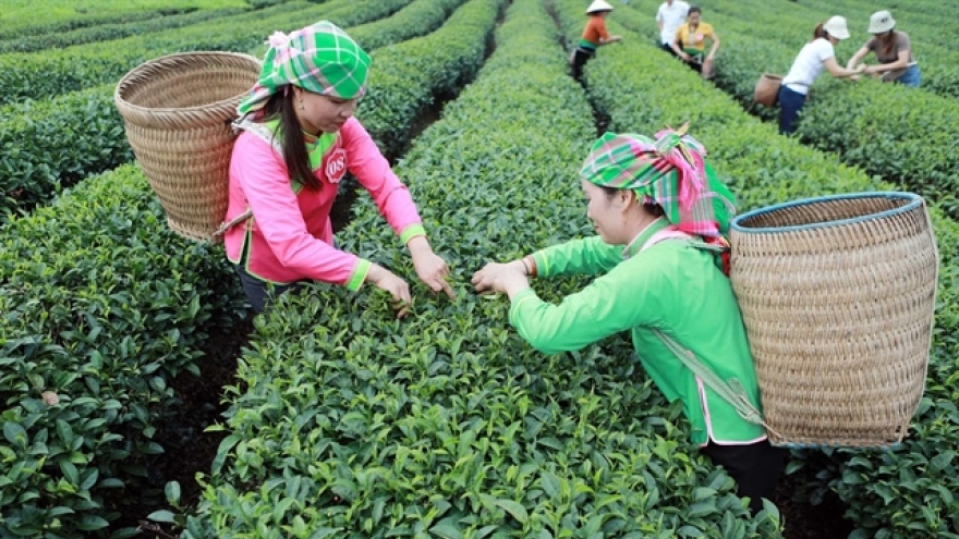 Vietnam is the eighth largest tea exporter in the world